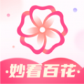 妙看百花安卓版