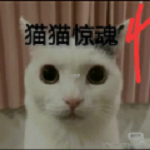 猫猫惊魂4官方正版